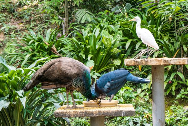 Ибис парк птиц воробьи