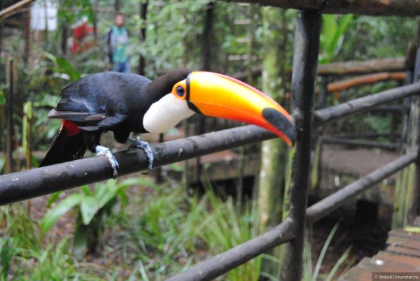 Тукан в парк птиц