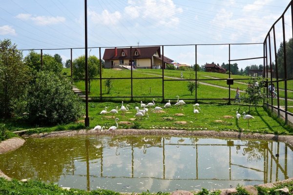 Деревня воробьи парк птиц