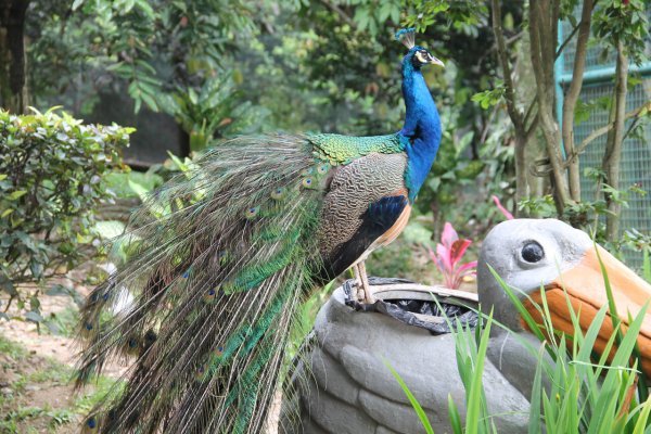 Тегеран парк птиц-