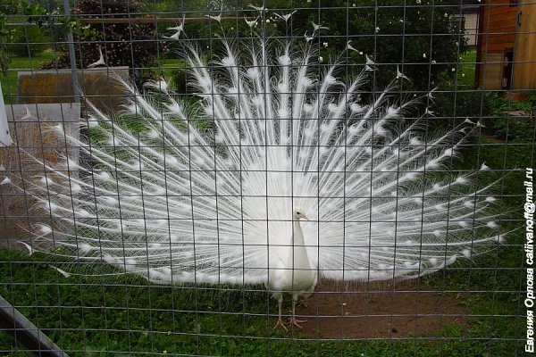 Парк птиц воробьи, село Совхоз победа