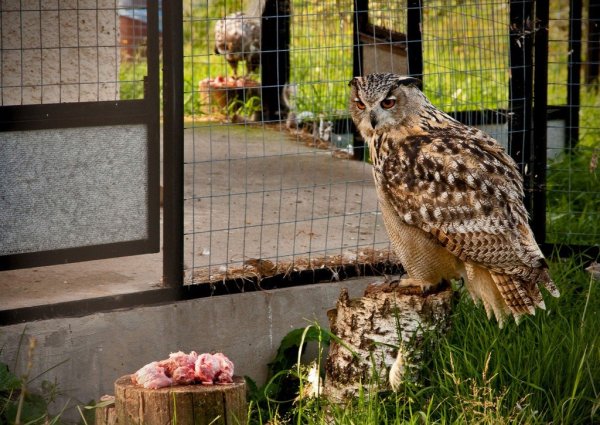 Парк птиц воробьи