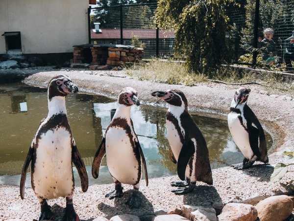 Парк птиц воробьи