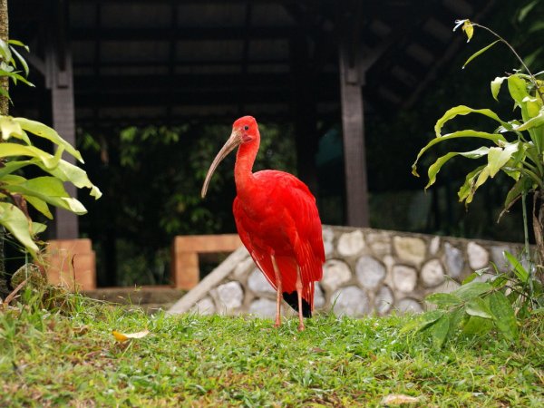 Куала-Лумпурский парк птиц