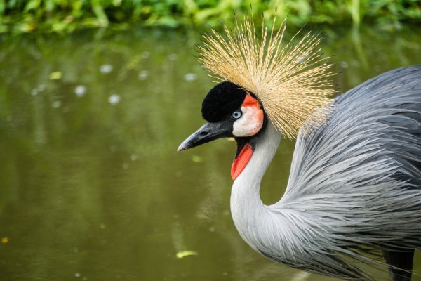 Джуронг Сингапур