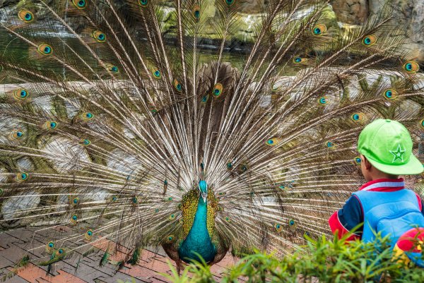 Куала-Лумпурский парк птиц