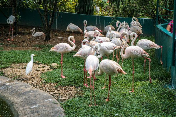Куала-Лумпурский парк птиц