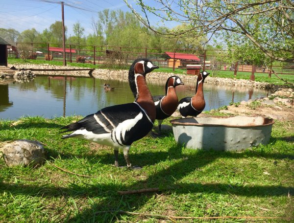 Парк птиц воробьи Калуга