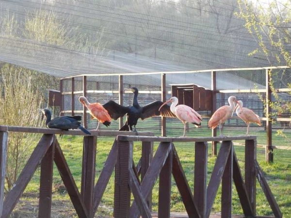 Парк птиц воробьи Калуга птицы