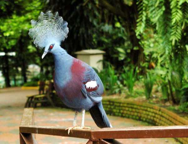 Венценосный голубь в Московском зоопарке