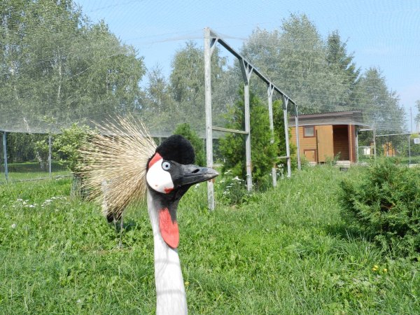 Парк птиц воробьи Калуга