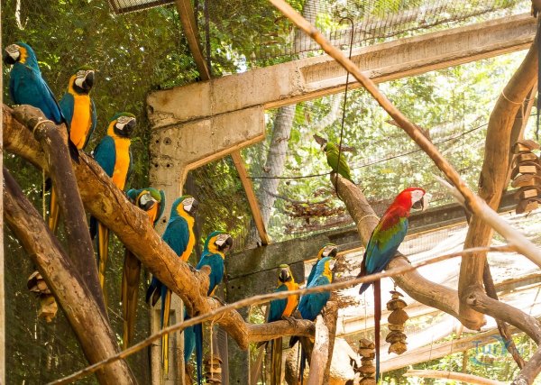 Игуасу национальный парк Бразилия птицы