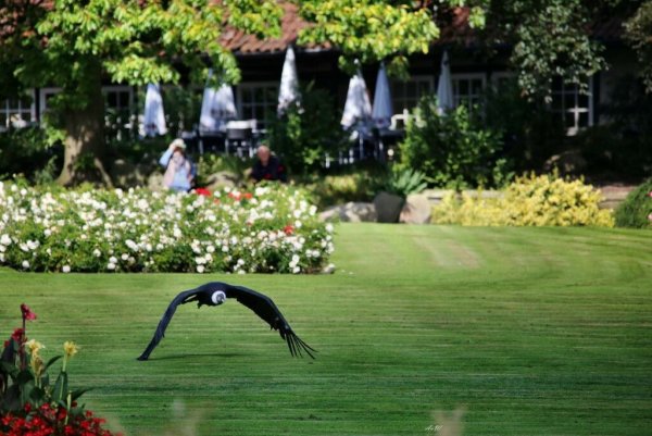 Парк птиц Вальсроде