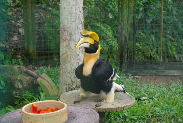 Парк птиц в Малайзии