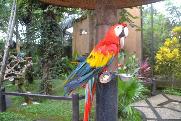 Парк птиц Турция