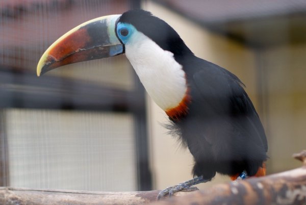 Птица с большим клювом