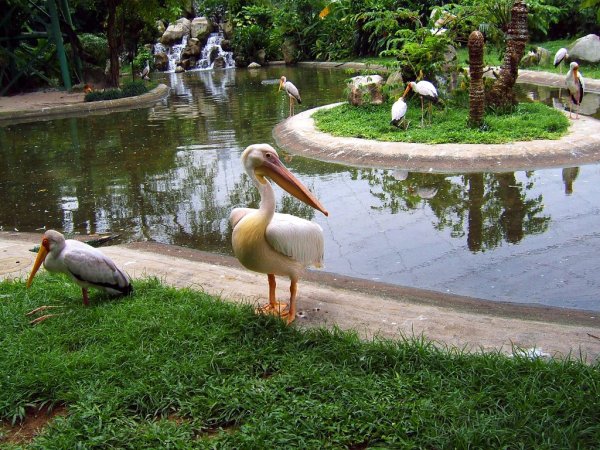 Птичий парк в Куала Лумпур