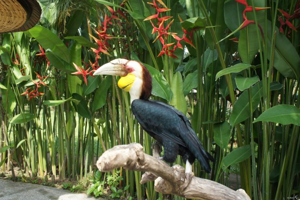 Парк птиц Индонезия Джакарта