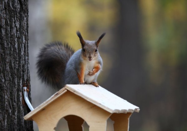Парк Сокольники белки