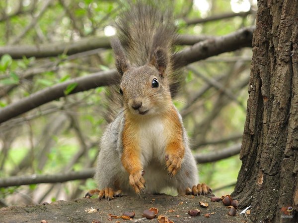 Белки удельный парк