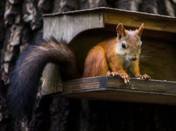 Белки в парках