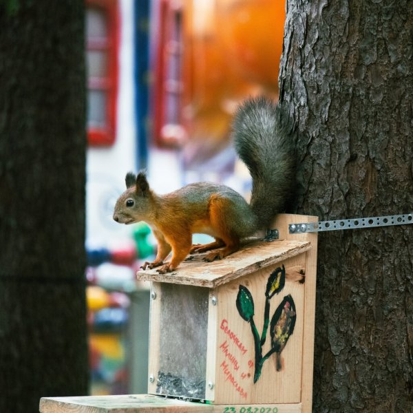 Белочка парк Жуковский