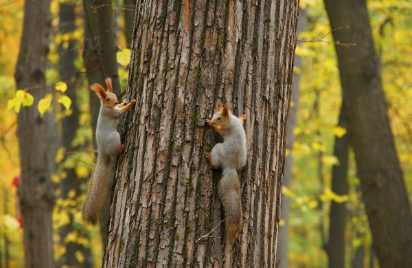 Белка в парке осень
