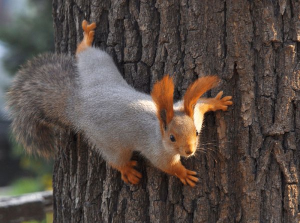 Белка в парке