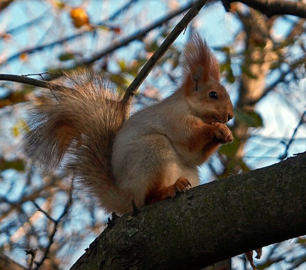 Парк Гагарина Самара белки
