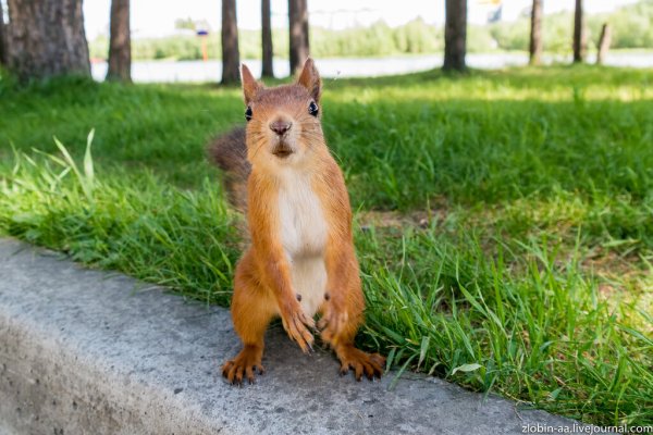 Парк с белочками