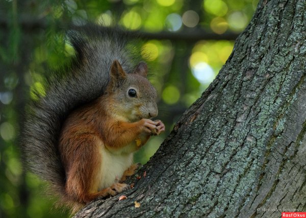 Парк с белочками