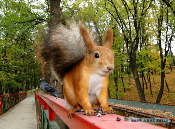 Парк Гагарина Челябинск белки