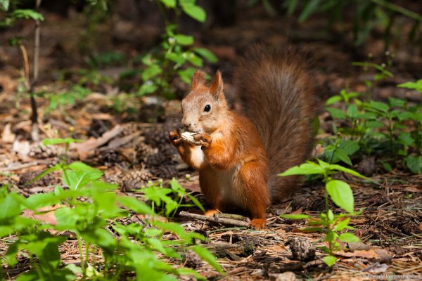 Тропарёвский парк белки