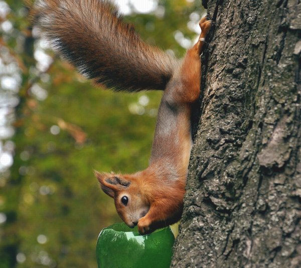 Белочка в парке