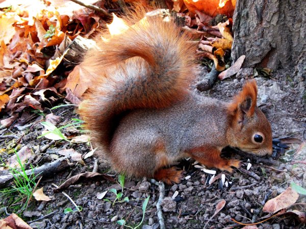 Шипохвостая белка