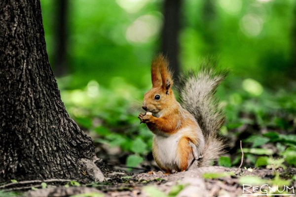 Белки в Нескучном саду