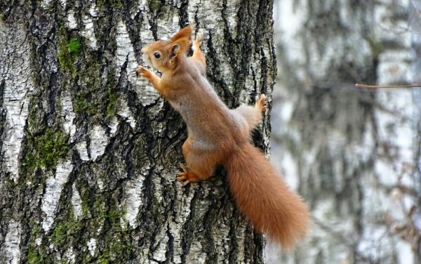 Белка парк Москва