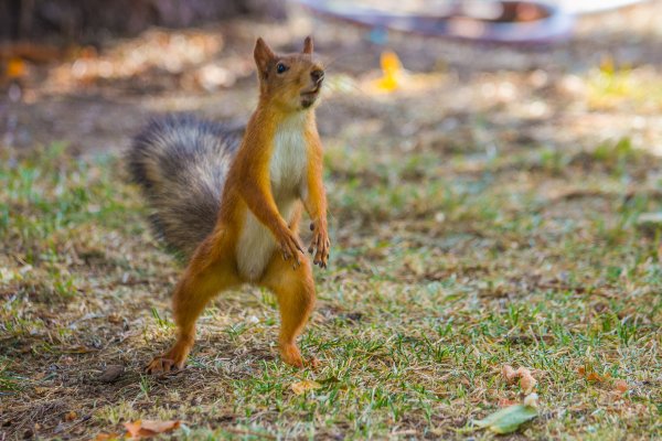 Белка в парке
