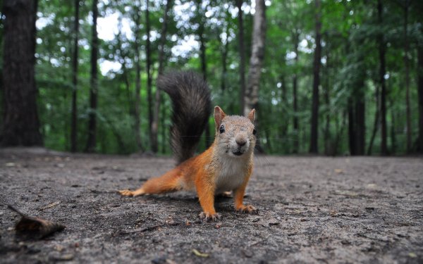 ЦПКИО Санкт-Петербург белки