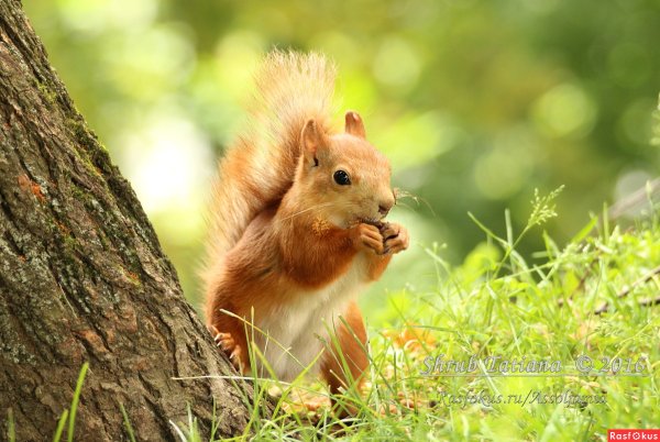 Белка в парке