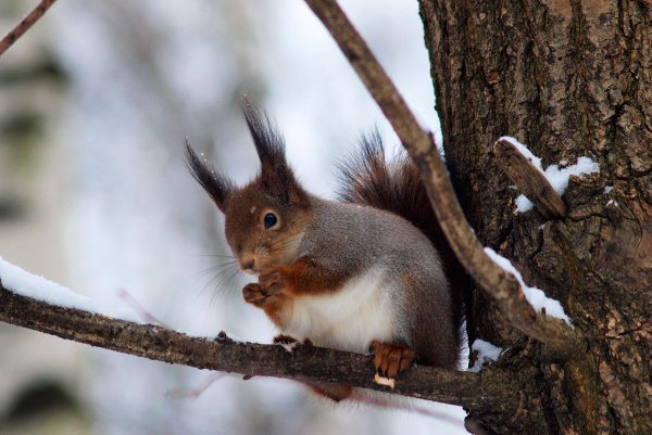 Раменский парк белки