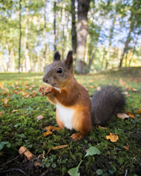 Белки в парке ЦКПО Рязань