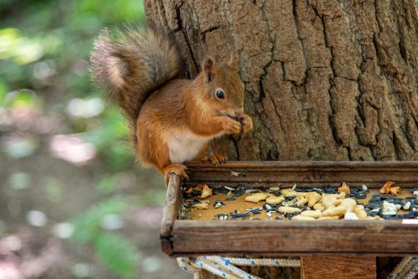 Парк с белочками