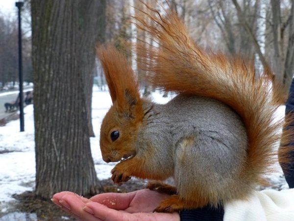 Парк Горького Казань белочки