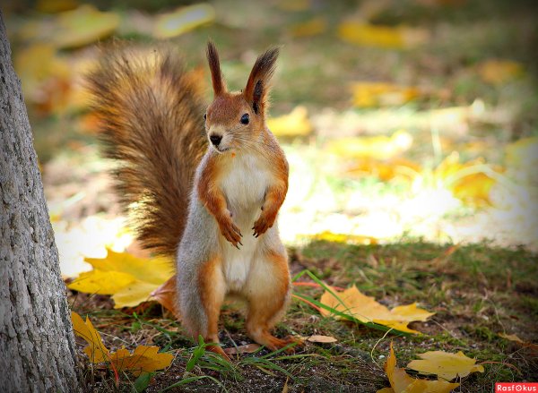 Парк осень Белочка