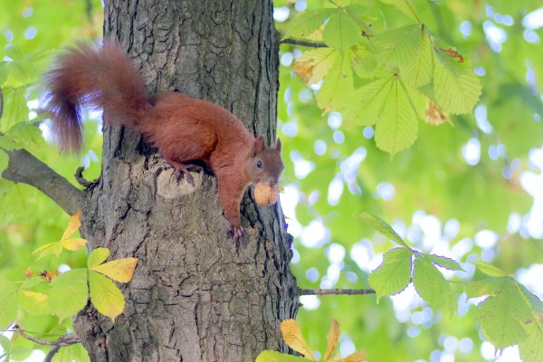 Белка в парке на дереве