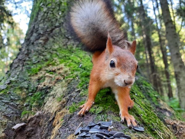 Балатовский парк Пермь белки