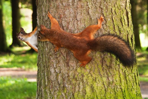 Белки в Павловском парке