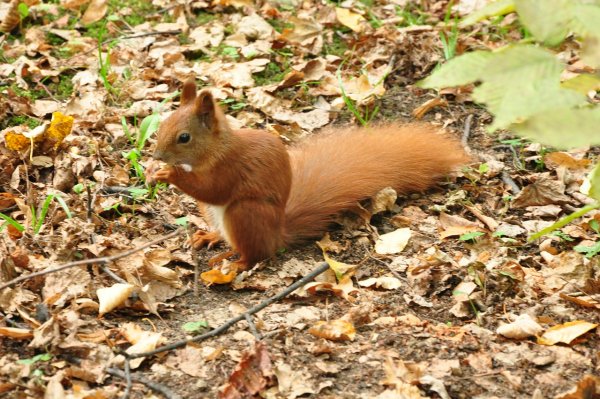 Лисья белка