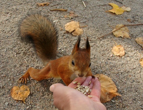 Измайловский парк белки